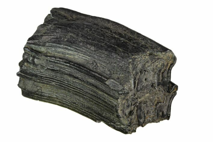 Pleistocene Aged Fossil Horse Tooth - Florida #123254